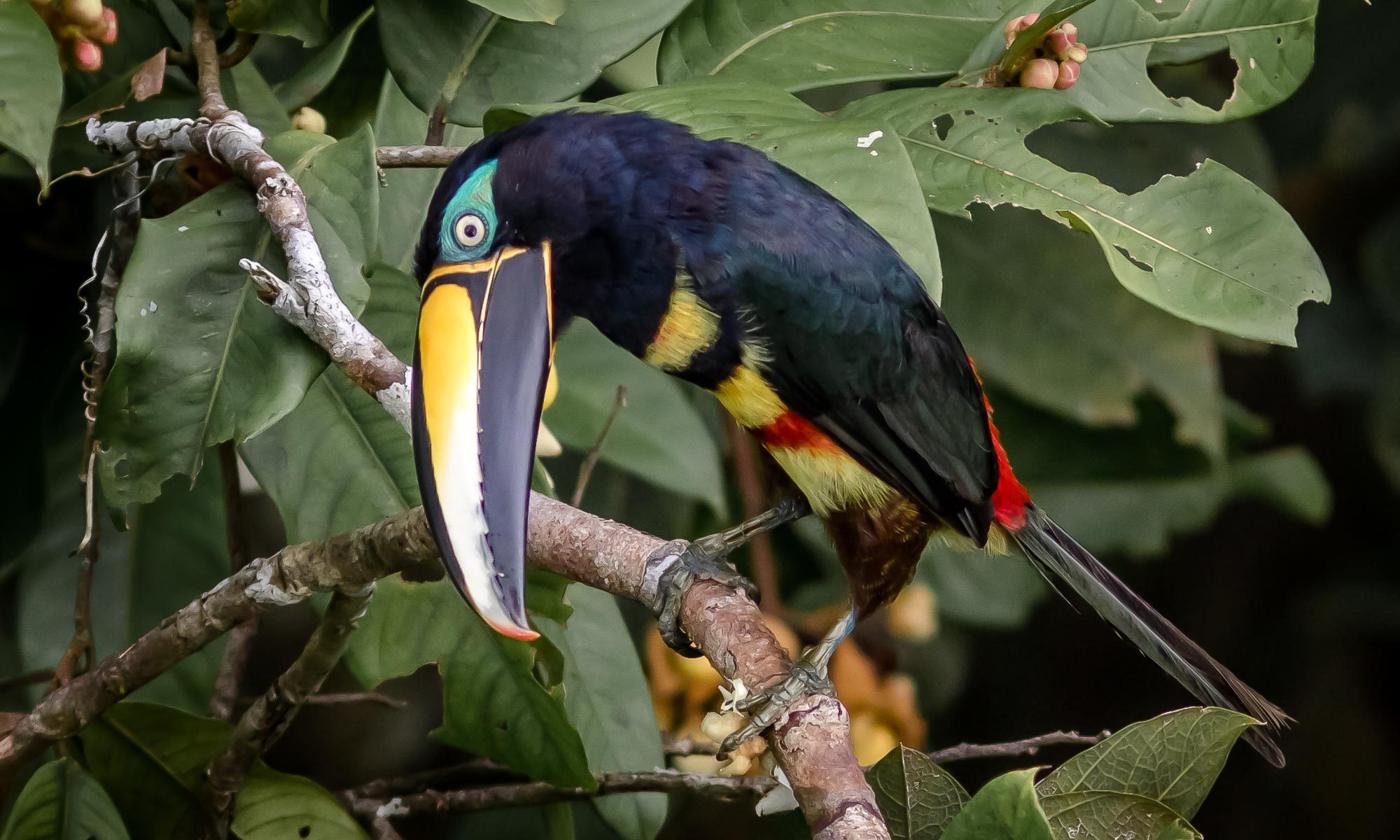 Bird-Many Banded Aracari